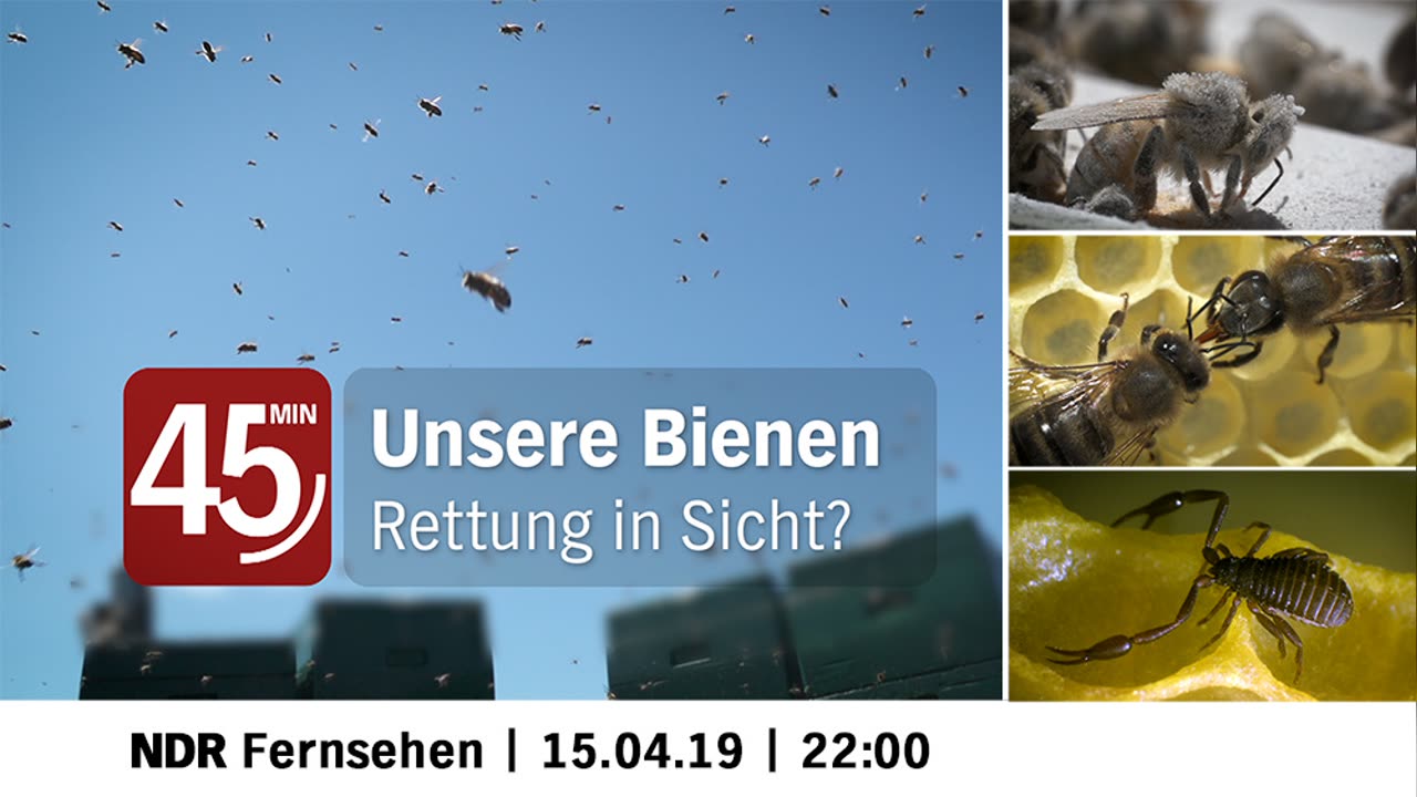 Unsere Bienen – Rettung in Sicht?