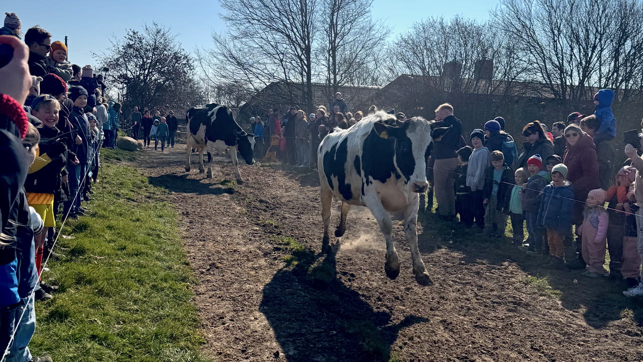 Green Screen 2026: “Restart on the dairy farm” nominated for the Nordic Nature Film Award